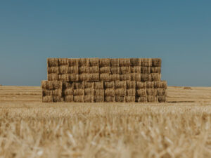 Jakie są cechy dobrej siatki rolniczej? Czym powinna wyróżniać się siatka rolnicza?